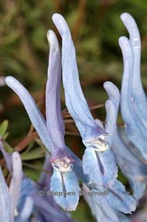 corydalis flexuosa thumbnail graphic